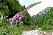 81 Fiori a grappoli violacei profumati ,  Buddleia (Buddleja davidii)